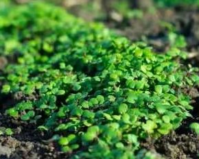 Как и когда высевать горчицу осенью, преимущества Siderata