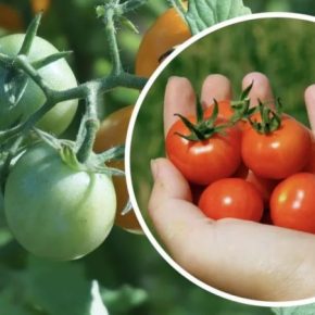 Как ускорить созревание помидоров: эффективные методы
