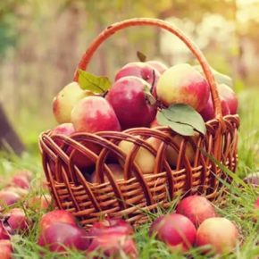 Как защитить сад от мороза и вредителей: советы экспертов