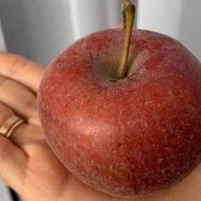 Как держать яблоки дома быть свежими в течение нескольких месяцев Как держать яблоки дома быть свежими в течение нескольких месяцев