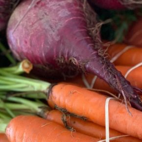 Когда копать свеву и морковь: советы для идеального урожая Когда копать свеву и морковь: советы для идеального урожая