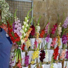 Цветочный производитель из региона Киев выращивает более 600 разновидностей гладиоли в саду