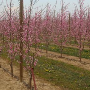 В регионе Чернихив пара восстановила вражеский питомник плода.