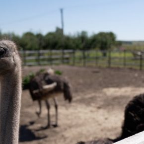 В Чернихиве они создали эко -ферму с страусами