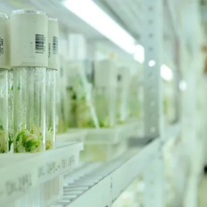 Ученые выявили сорта пшеницы, которые производят удобрения Ученые выявили сорта пшеницы, которые производят удобрения