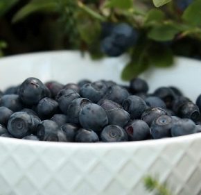 Низкие цены на чернику расстроены украинские фермеры