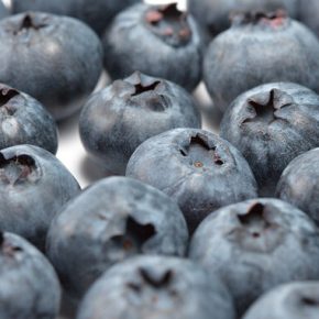 Органическая черника - единственная ягода, которую Украина экспортирует свежую
