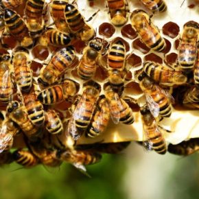 Органическая пчеловодство: путь к чистому меду и здоровой природе