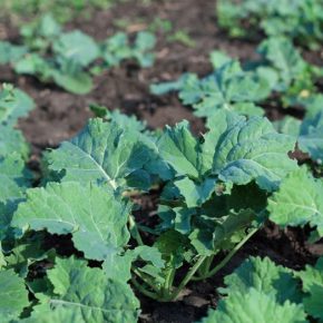 Осень защита зимних культур от вредителей