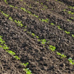 Осенняя растительность без зерновых "конкурентов"