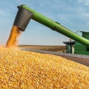 Обновленные цены на кукурузу в Украине были объявлены