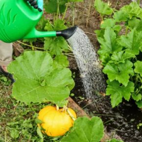 Поливки тыквы в открытой земле: советы для садовников