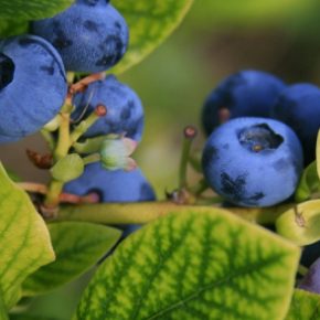 Польские ягоды ищут новые технологии для выращивания черники из -за климатических проблем