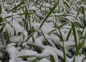 Зимние посева отстает от темпа в прошлом году 2,5 раза