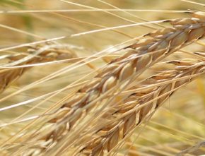 Рынок пшеницы в Украине: баланс между продуктами питания и корма