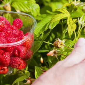 Садовники рассказали, что делать с малиной, чтобы улучшить свой урожай в 2026 году