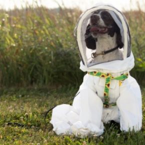 Собаки помогают пчеловодам обнаружить болезнь пчел