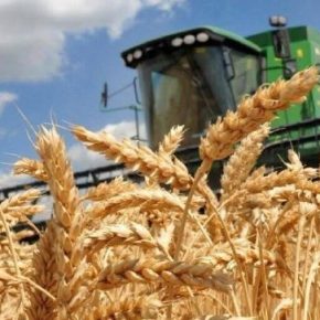 Тернопильский регион вошел в 3 лучших региона Украины на урожайность ранних культур