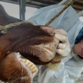 Украина запретила импорт животноводства из Азербайджана