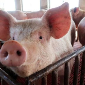 Украина распространяет опасную болезнь свиньи Украина распространяет опасную болезнь свиньи