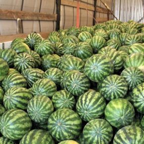 Узбекские арбузы впервые получили Польшу