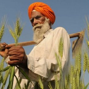 В Индии планируют ослабить запрет на экспортную муку