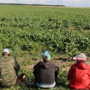 При выращивании овощей в Украине нехватка работников достигла критических 40%