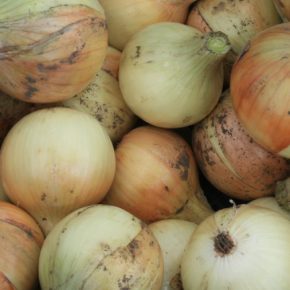 В Украине урожай лука упал в прошлом В Украине урожай лука упал в прошлом