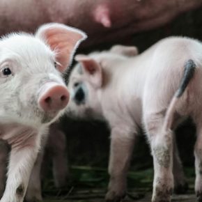 Ученые назвали идеальные параметры подачи для поросят и взрослых свиней