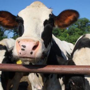 Производство говядины в Украине разделено на 50/50 между населением и фермами Производство говядины в Украине разделено на 50/50 между населением и фермами