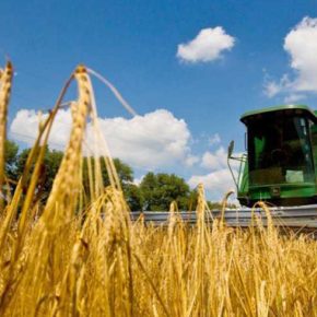 Регион Житомира собрал больше ранних зерновых и овощей, чем в прошлом году