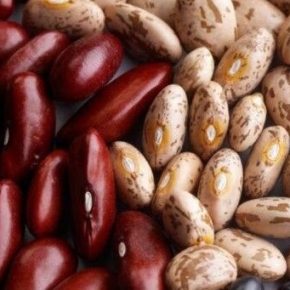 Агроном рассказал, зачем сажать фасоль на огороде