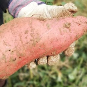 Батат вместо картофеля: украинец выращивает экзотику с трехкилограммовыми клубнями