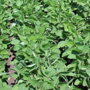 Beoz Nephite: азотная энергия для вашей сои