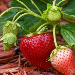 Чем лучше укрыть клубнику, чтобы она не замерзла на зиму