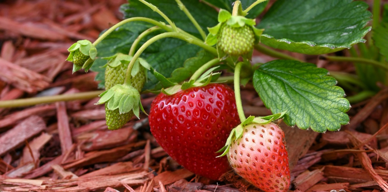 Как лучше всего накрыть клубнику, чтобы она не замерзла на зиму