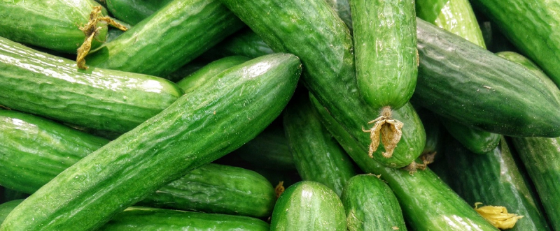 Цена огурцов резко подскочила из-за ранних холодов