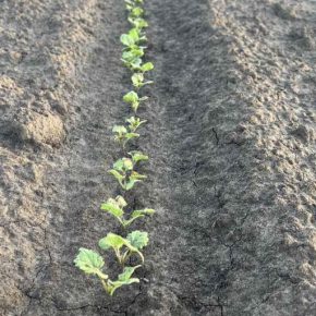 Corteva Agriscience начала выращивать для производства озимого рапса бренда Pioneer® в Украине