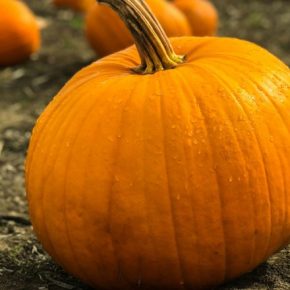 Эксперт объяснил, почему тыква дороже в Украине: есть спрос и предложение.