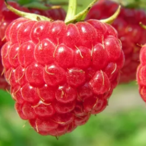 Эксперт рассказал, как заработать на малине за 2 года