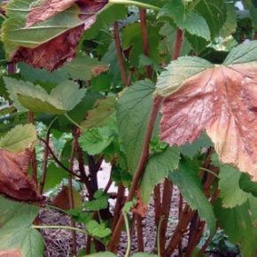 Эксперты рассказали, почему смотрина высыхает