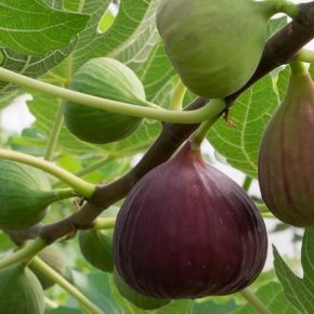 Эксперты считают выращивание инжира в Украине перспективным направлением