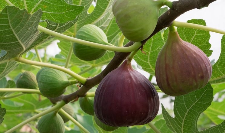 Эксперты считают выращивание инжира в Украине перспективным направлением