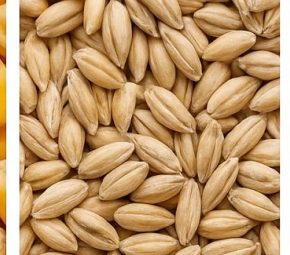 С начала октября экспорт украинского зерна превысил 1,6 млн тонн.