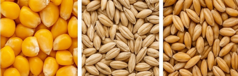 Экспорт украинского зерна с начала октября превысил 1,6 млн тонн