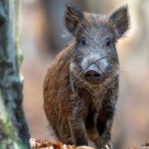 Эстония бьет тревогу: среди диких кабанов распространяется африканская чума свиней