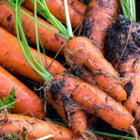 Фермер поделился, когда нужно выкапывать морковь, чтобы она была сладкой