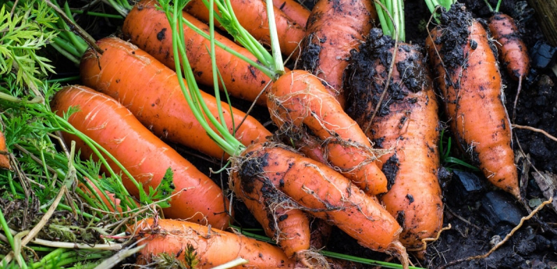 Фермер поделился, когда выкапывать морковь, чтобы она была сладкой