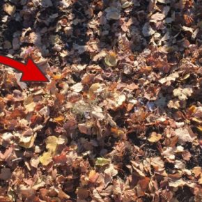 Садовод рассказал, как сделать компост из листьев ровно за 18 дней