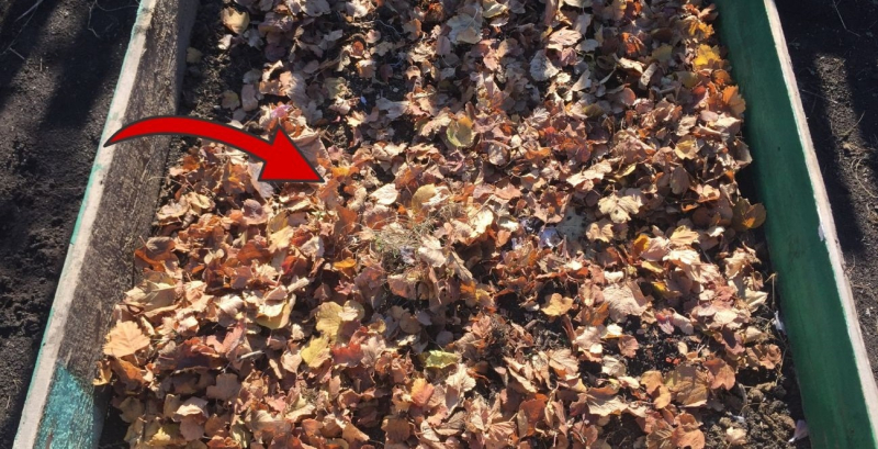 Садовод рассказал, как сделать компост из листьев ровно за 18 дней